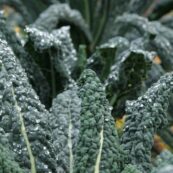 Tuscan_Kale